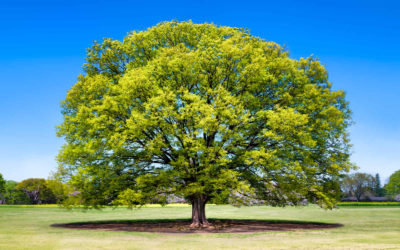 L’arbre de vie